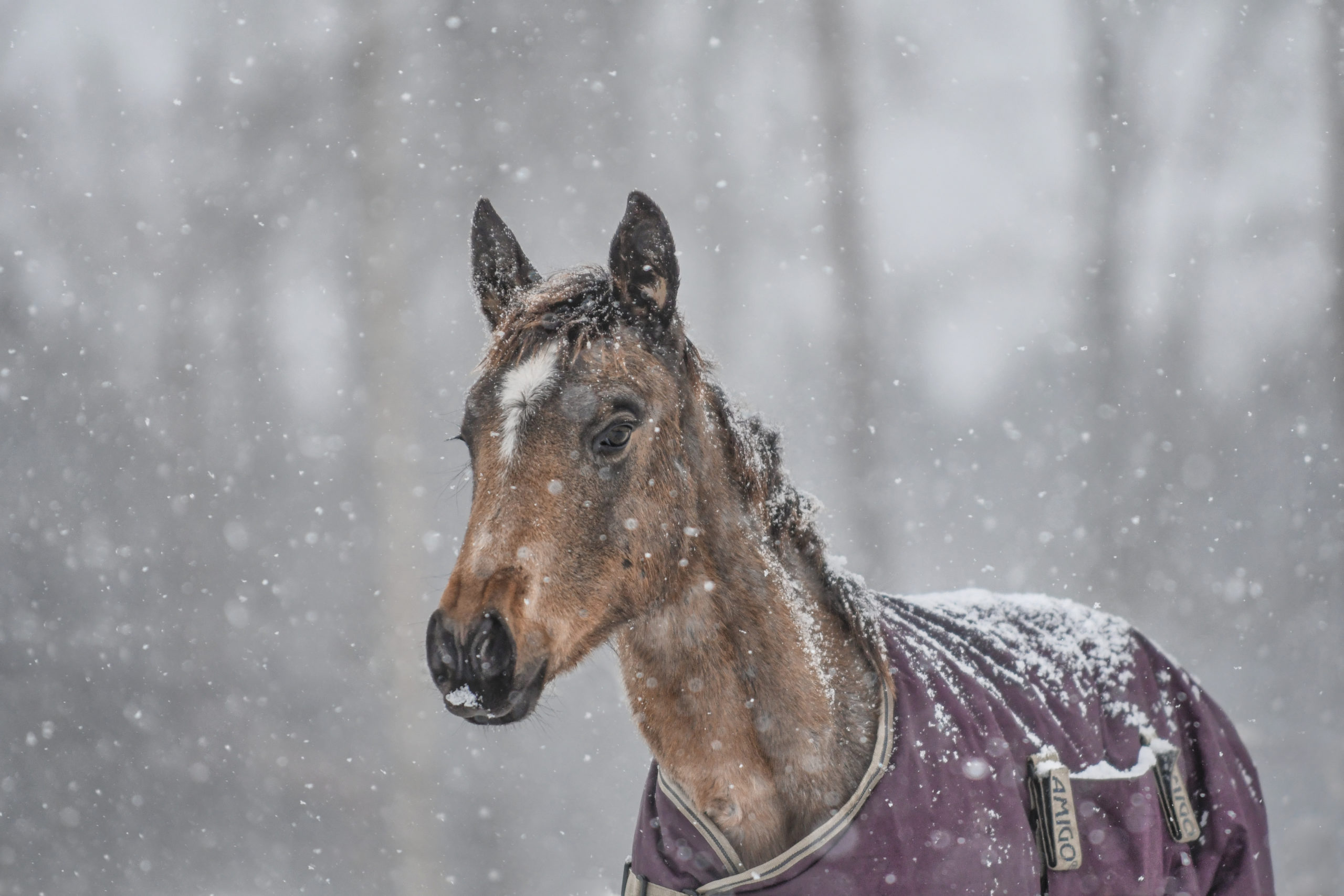 DSC_0461-1 Lionheart's Estrella in the snow
