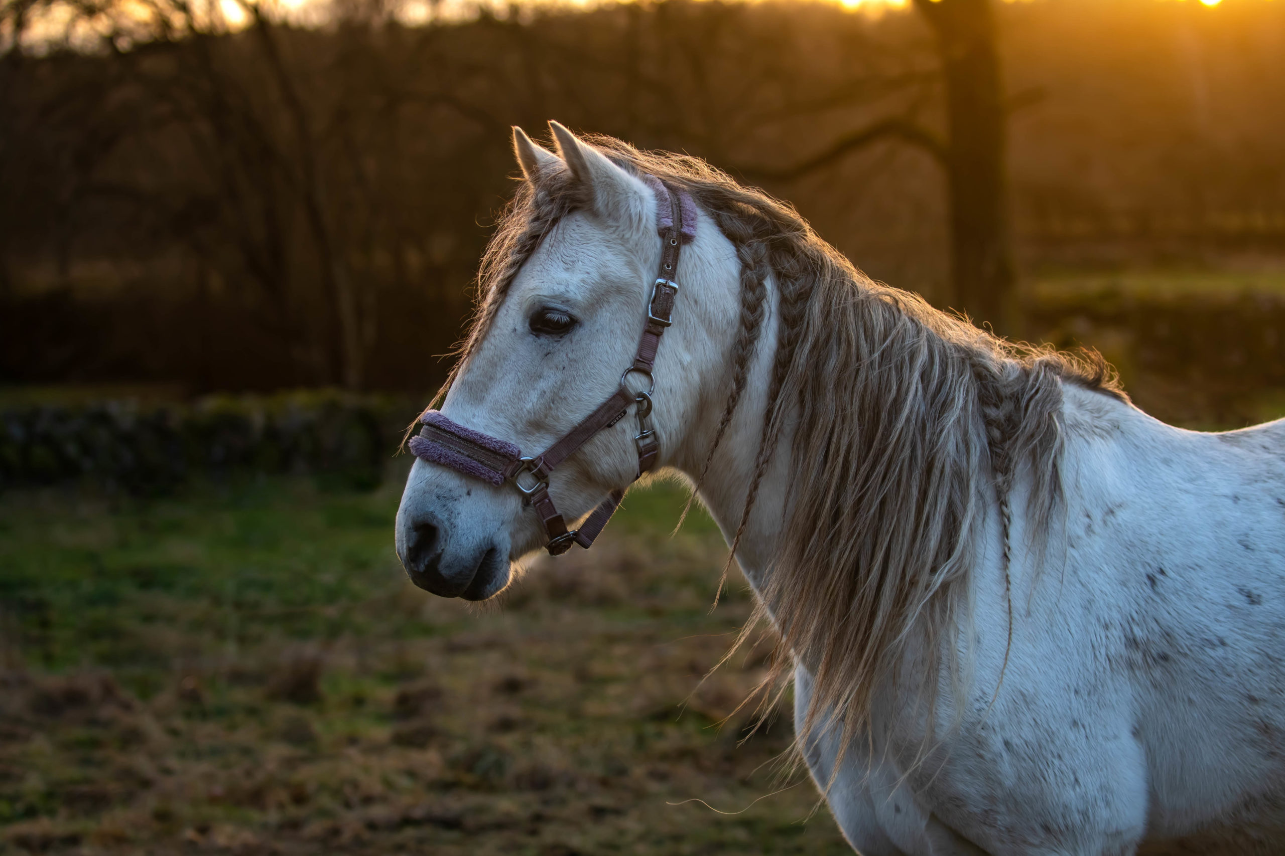 DSC_2300 Spanish andalusian Risueño in the golden sunset in Sweden