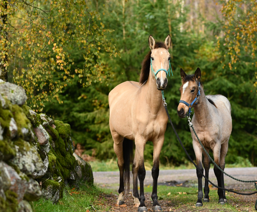 2024-02-18_10-26_1 Lionheart's Lusitano broodmare Triana and her Azteca filly Estrella standing in an autumn forest