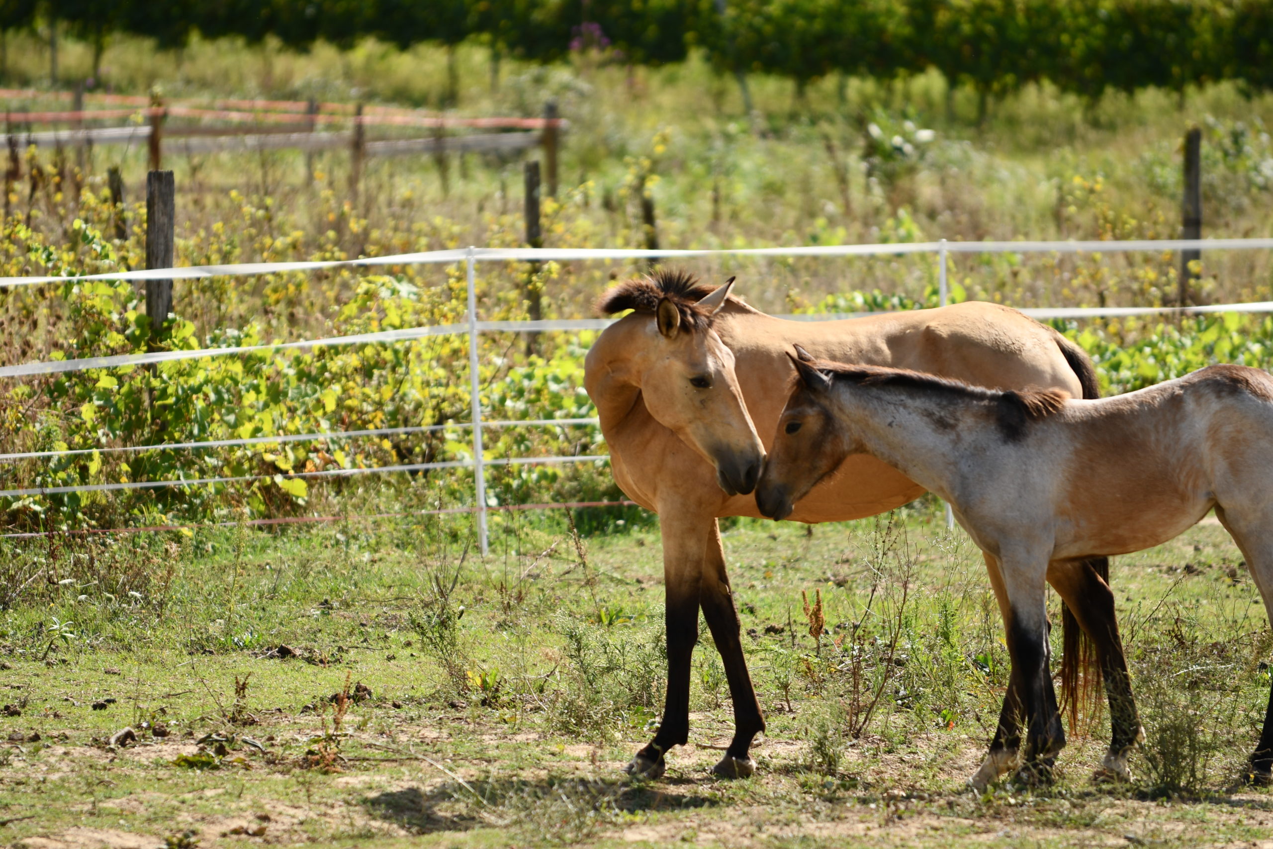 DSC_3494 Azteca filly Estrella with her Lusitano mother Triana