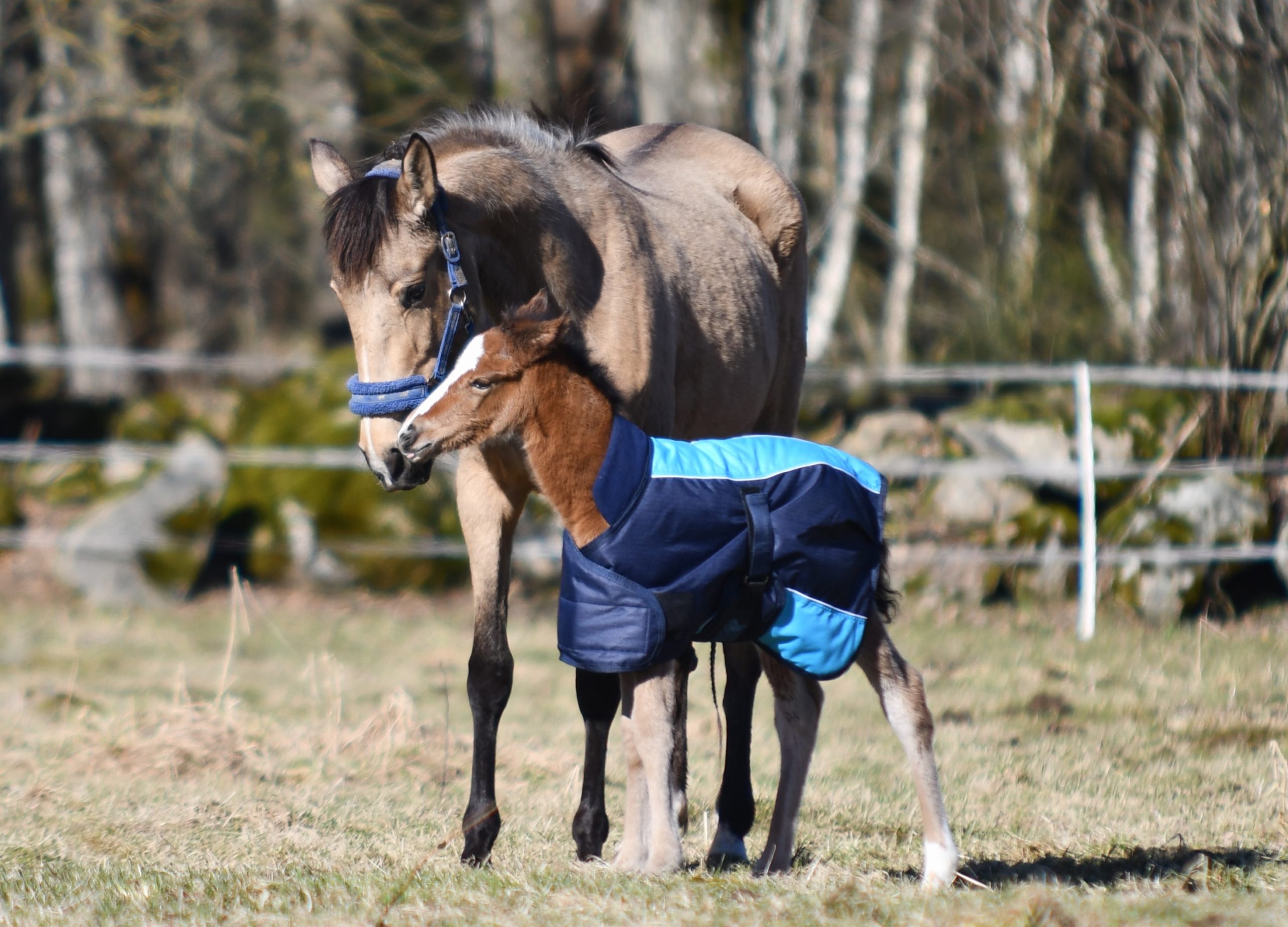 DSC_8861 Lionheart's Pepper 'n Spice Lusitano x Quarter horse foal