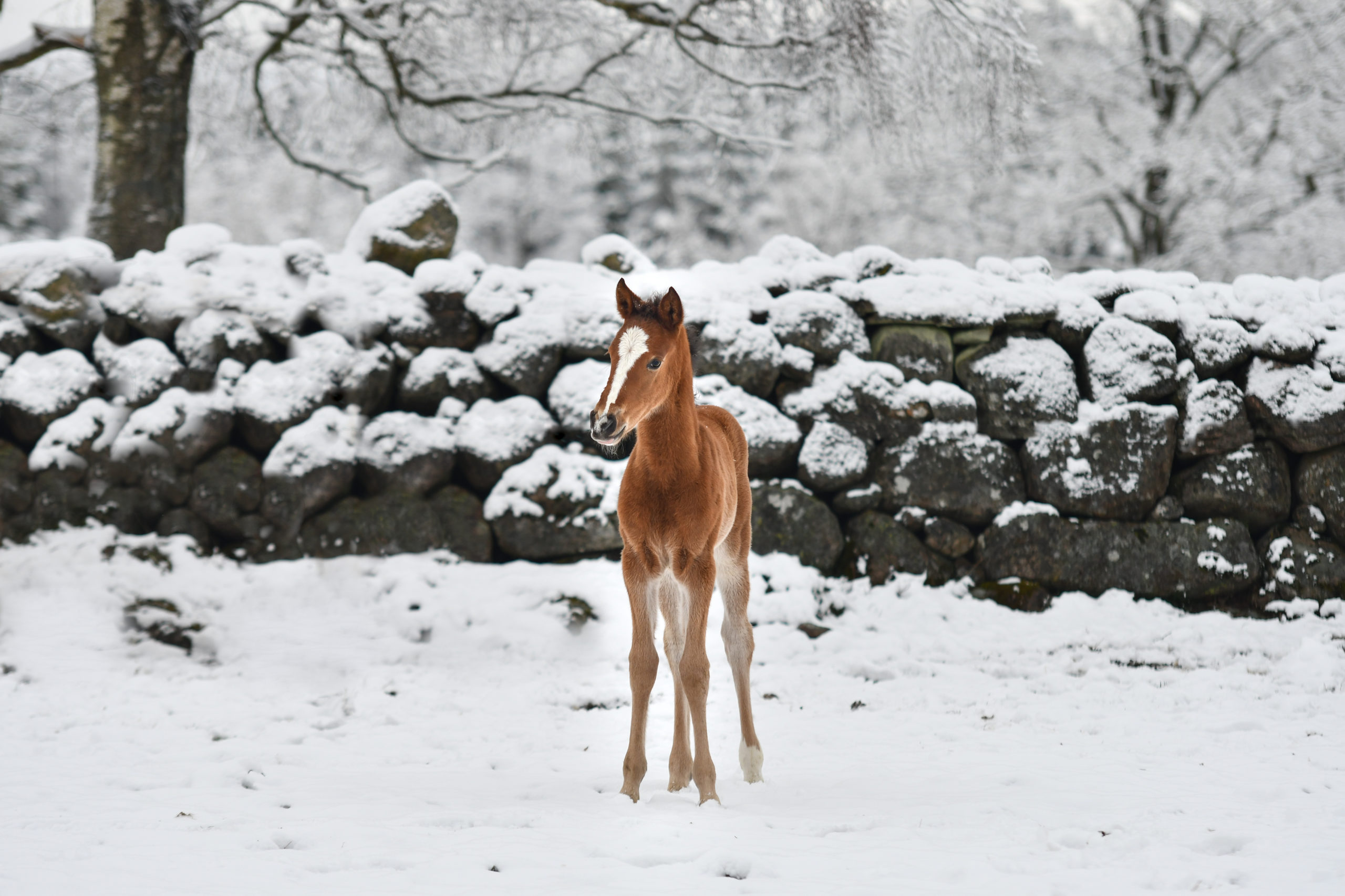 DSC_1622-1 Azteca filly Lionheart's Pepper 'n Spice standing in a snowy landscape in Sweden