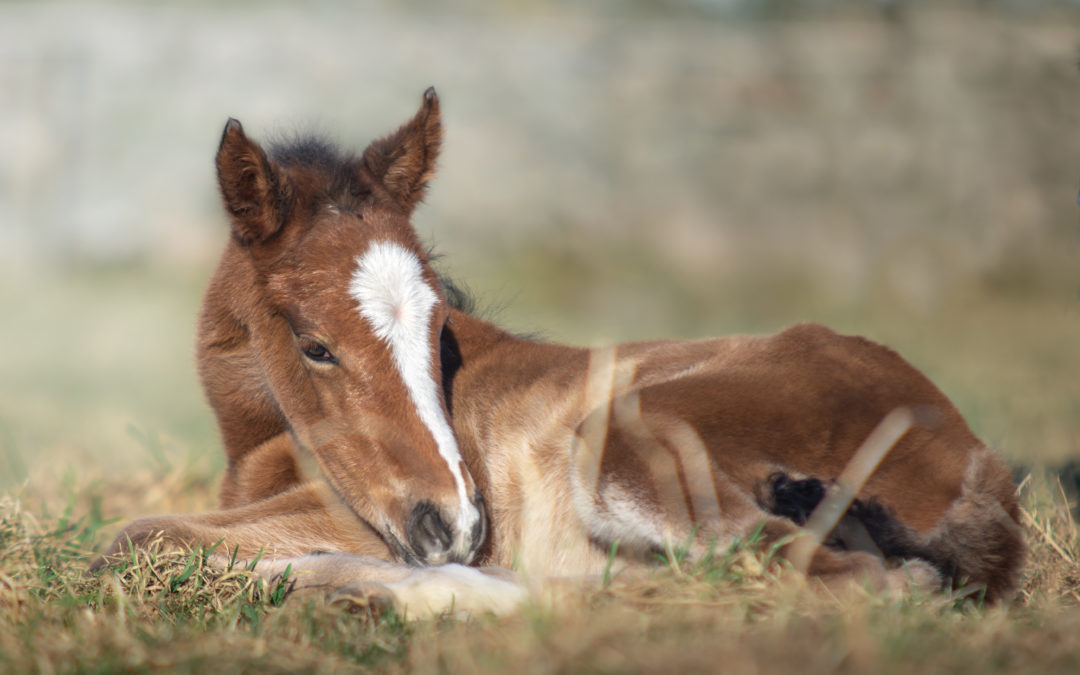 Videos of Lionheart’s Pepper ‘n Spice growing up