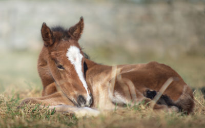 Videos of Lionheart’s Pepper ‘n Spice growing up