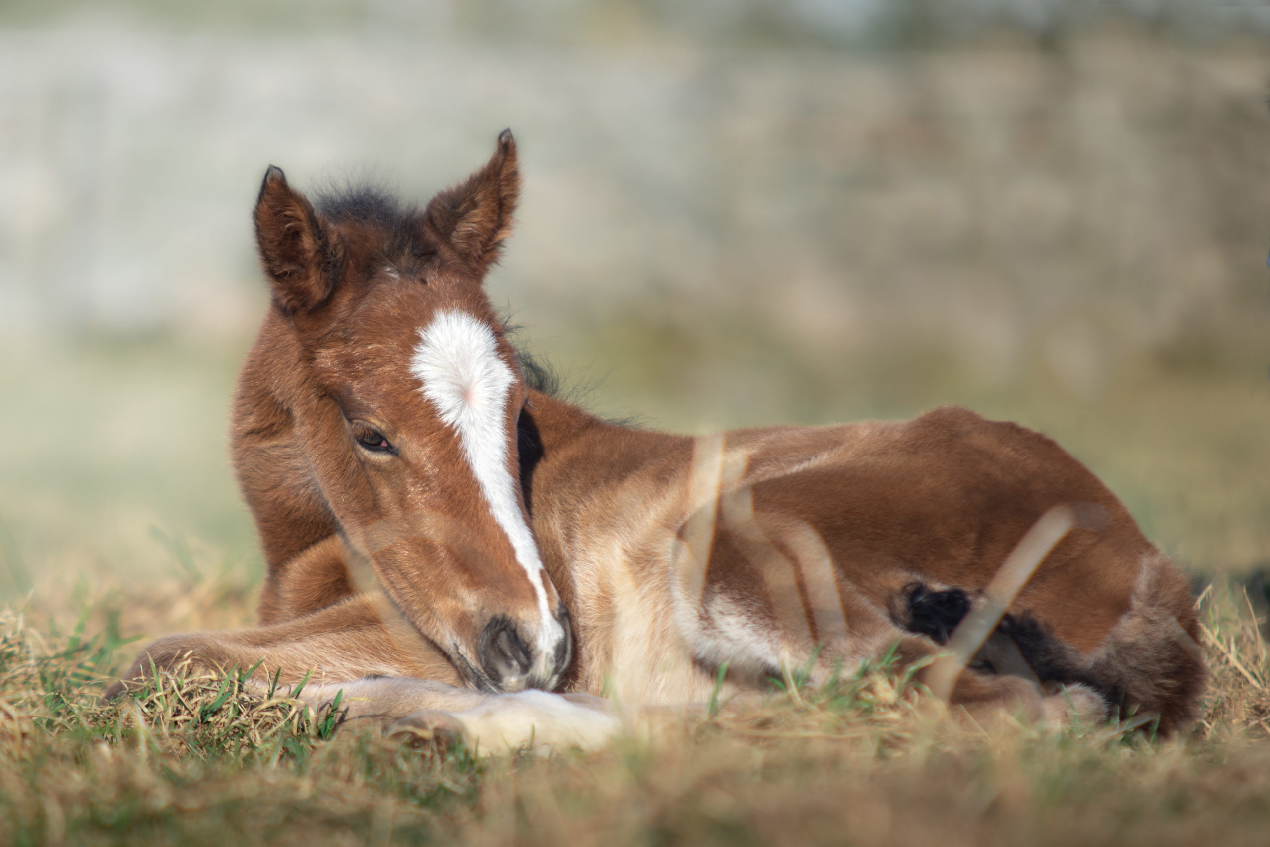 DSC_9003-bewerkt-2 Azteca filly Lionheart's Pepper 'n Spice sleeping in the pasture