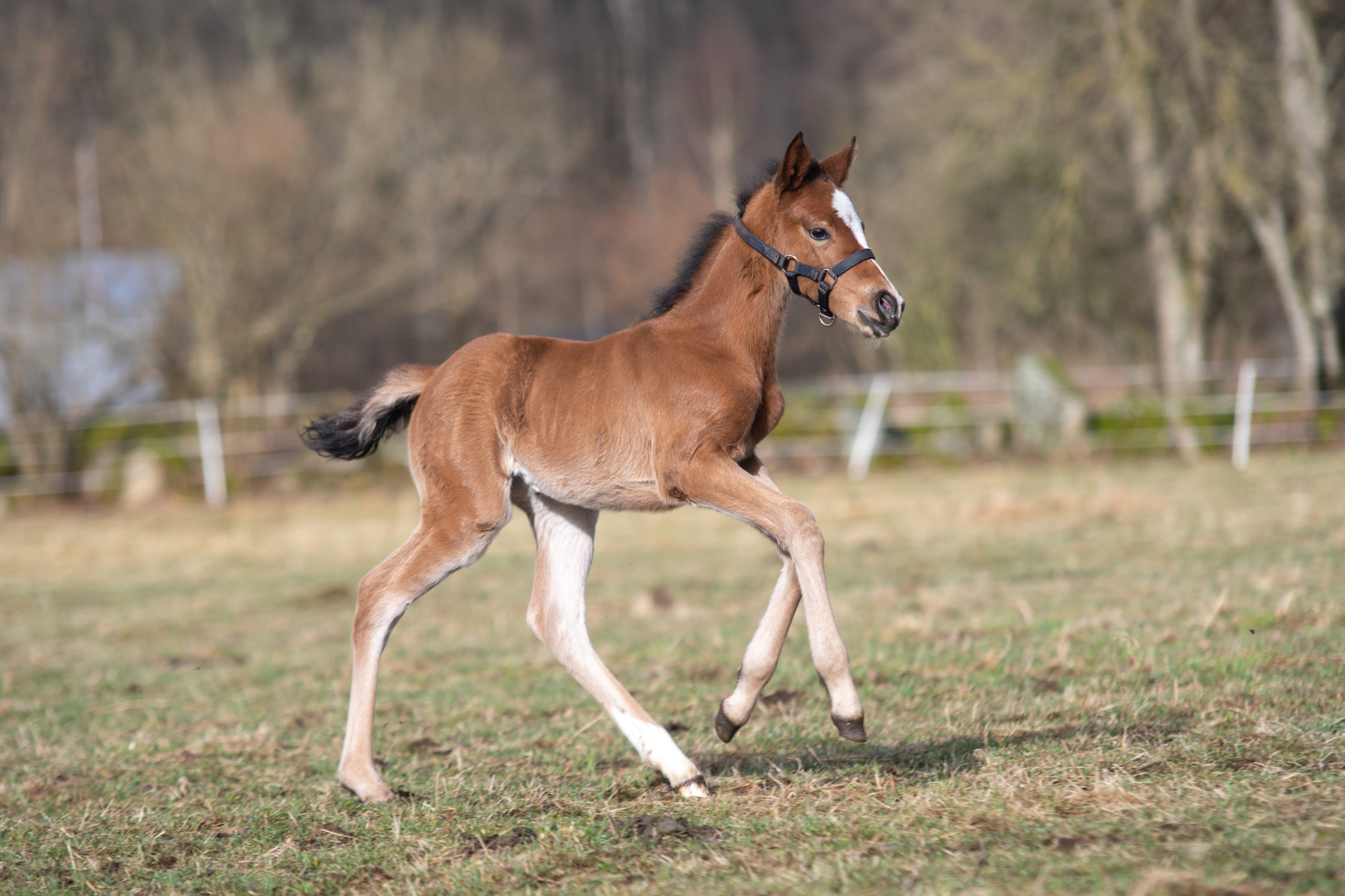 DSC_9925 Azteca filly Lionheart's Pepper 'n Spice running in the pasture