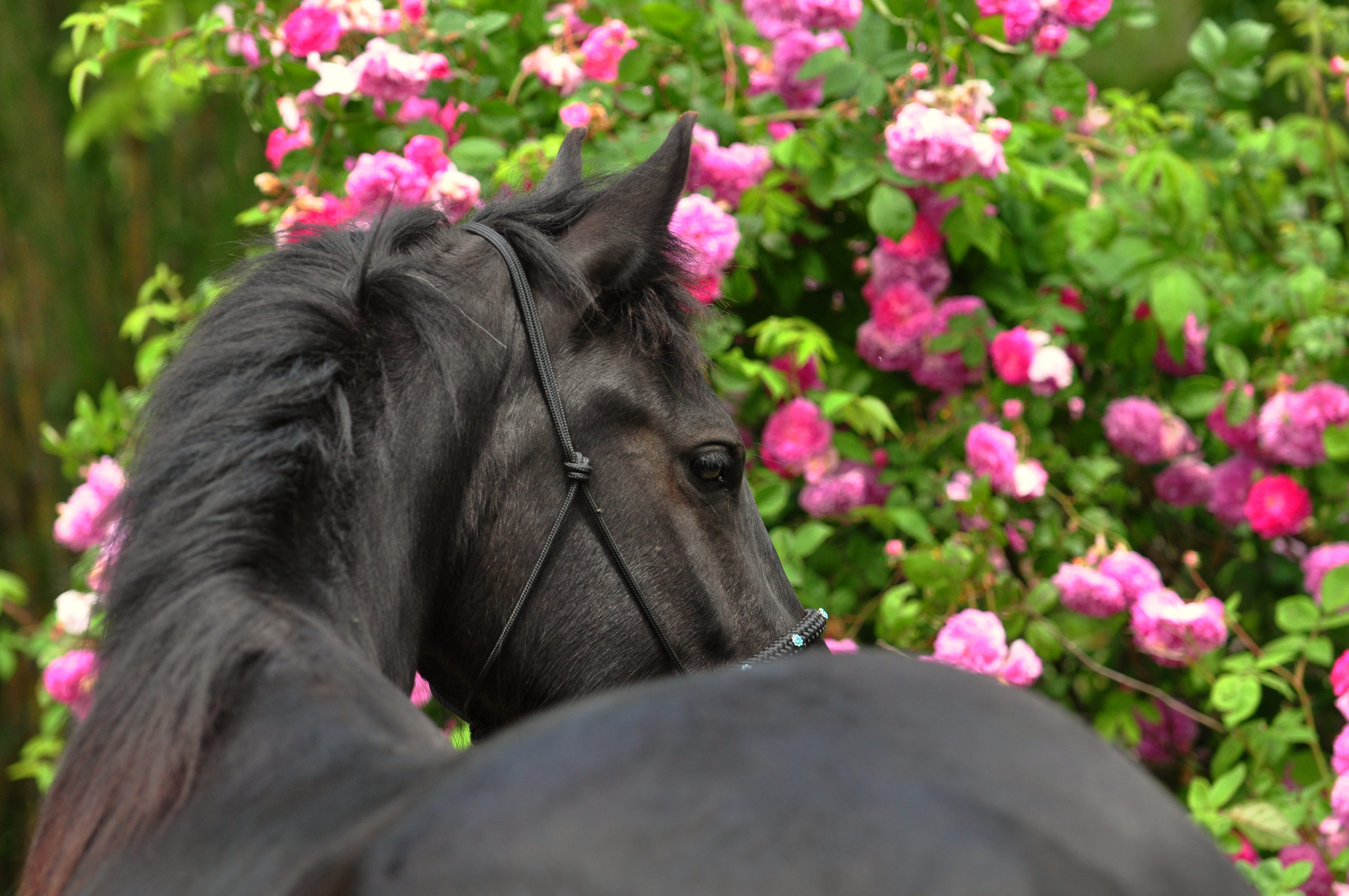 Guit2 (3) Black horse Shadow posing in front of a rose bush