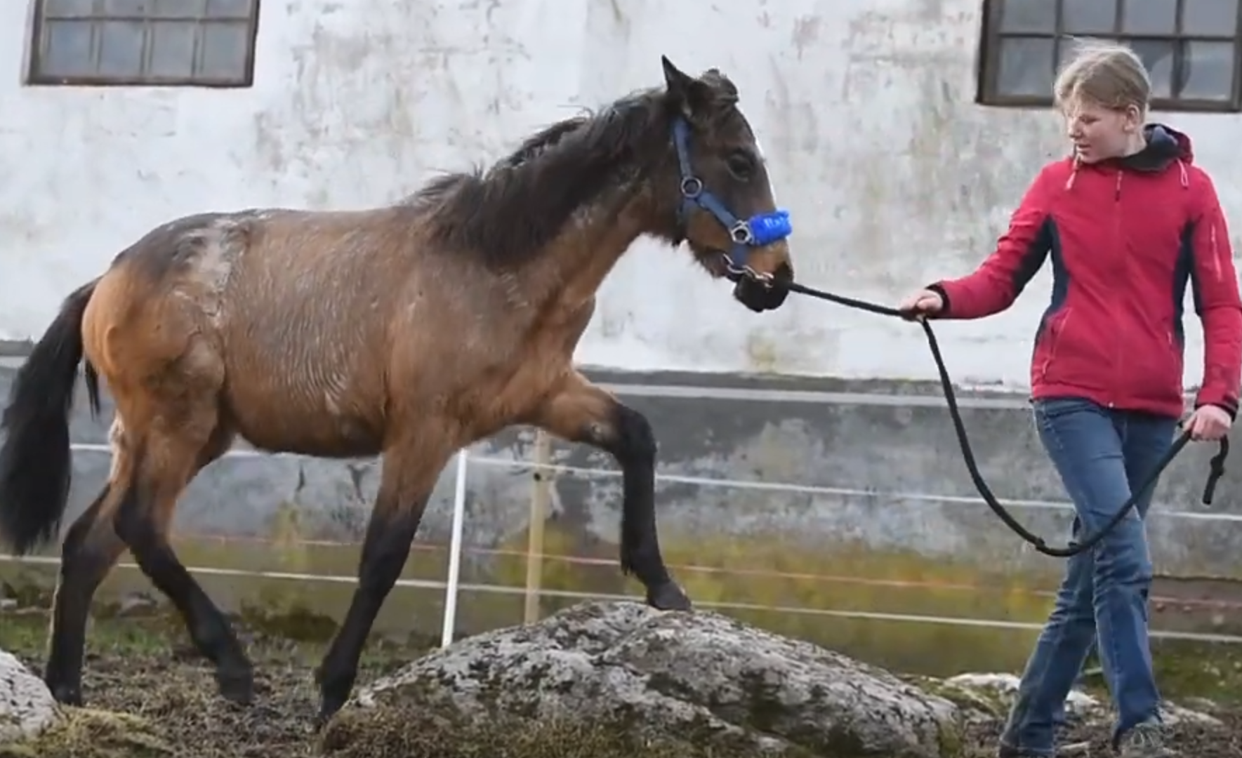 Screenshot 2024-04-10 172555 Lionheart's Estrella, azteca filly, climbing a rock