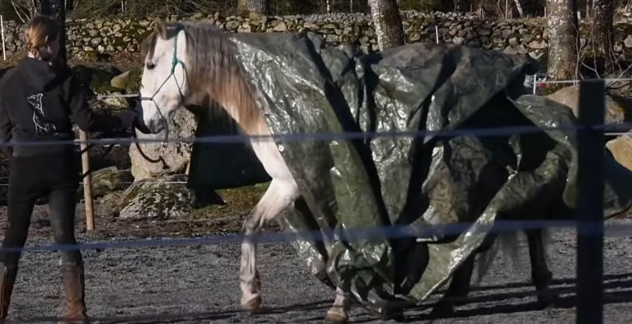Screenshot 2024-04-10 183537 Spanish gelding Risueño with plastic on his back