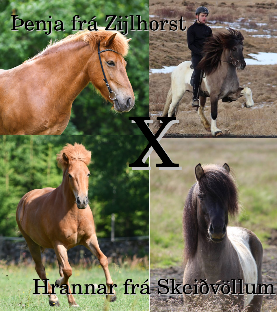 combi fenja x hrannar Lionheart's Pepper 'n Spice Lusitano x Quarter horse foal