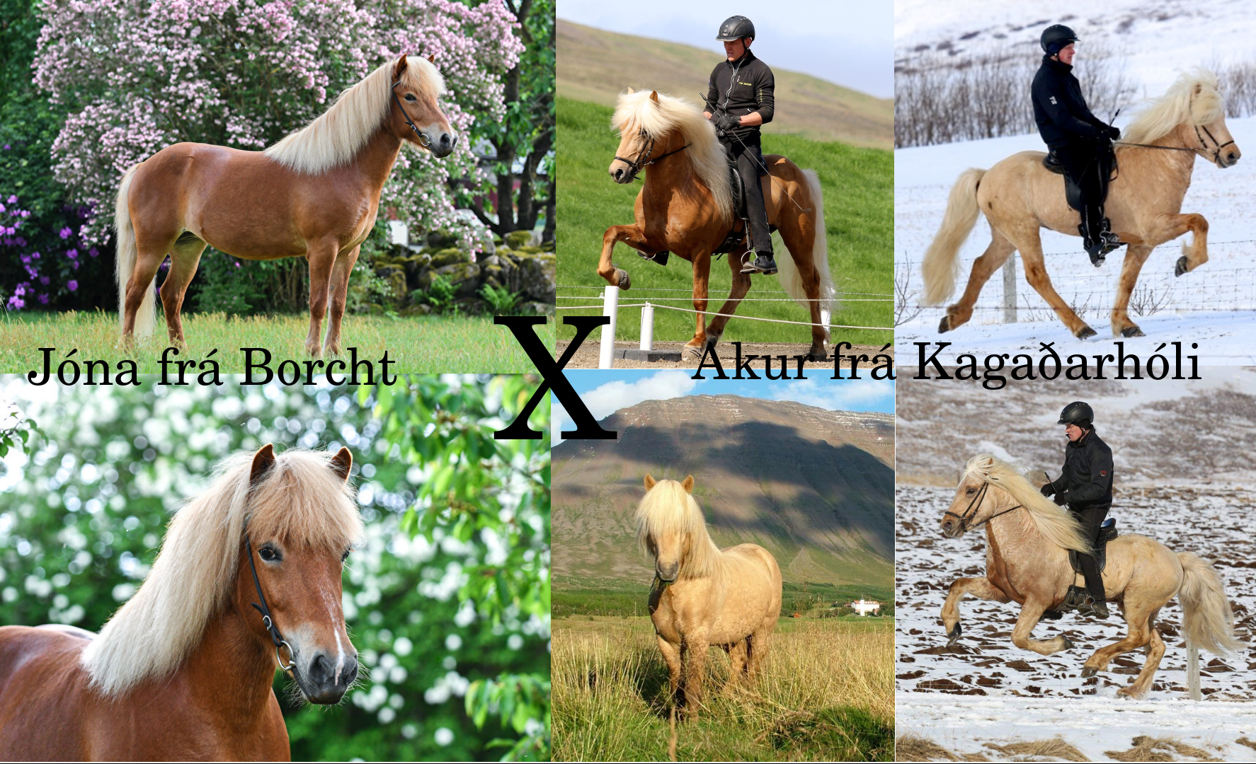 combi jona x akur Lionheart's Pepper 'n Spice Lusitano x Quarter horse foal