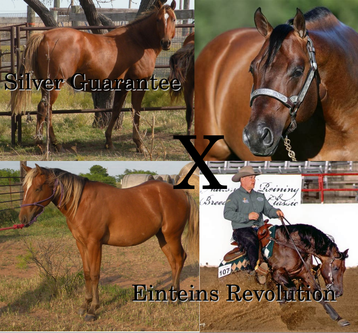 combi silver x einstein Lionheart's Pepper 'n Spice Lusitano x Quarter horse foal